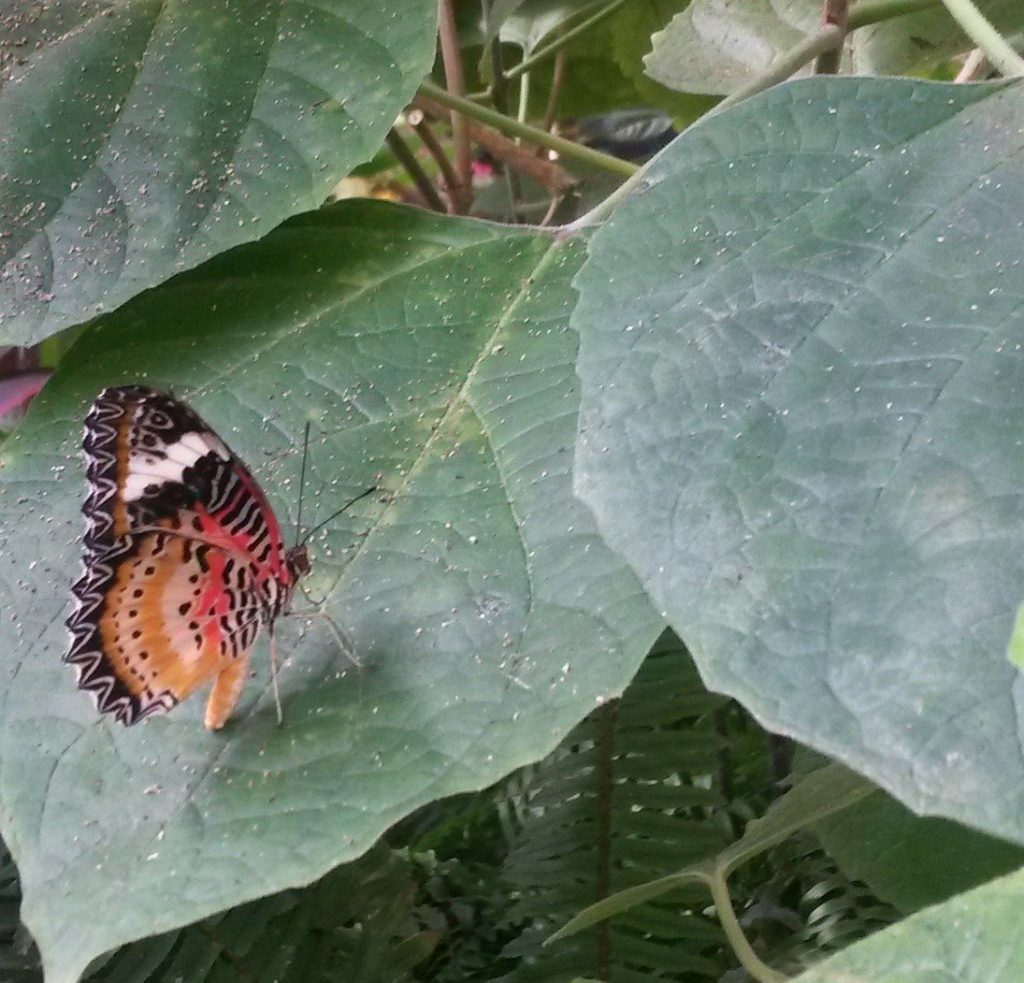 Butterfly cropped 2