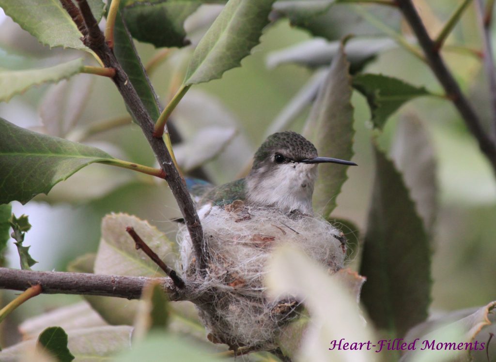Humming Bird Nestling Her Young