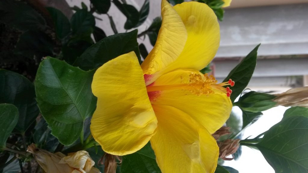 Growing in Grace hibiscus at Omni National
