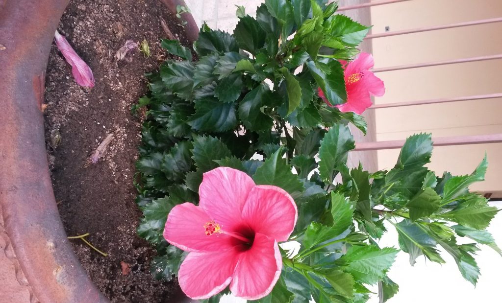 Growing in grace pink hibiscus
