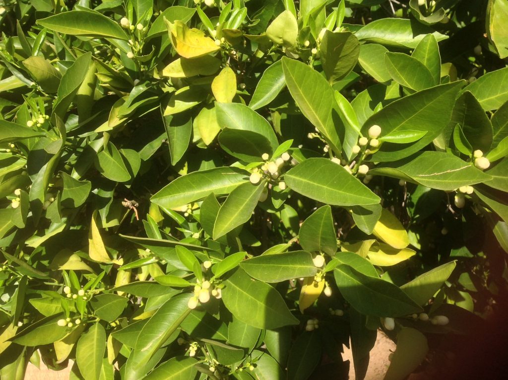 Orange tree